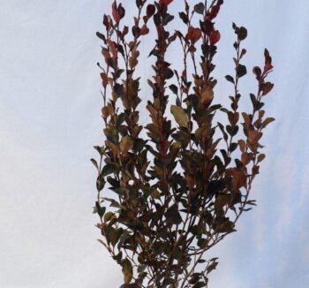 Photinia fraseri little red nana (ROSACEAE) 40-60см