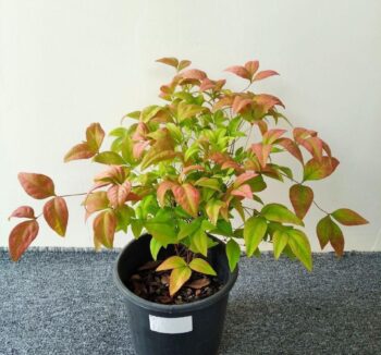 Nandina domestica fire power 20-40см