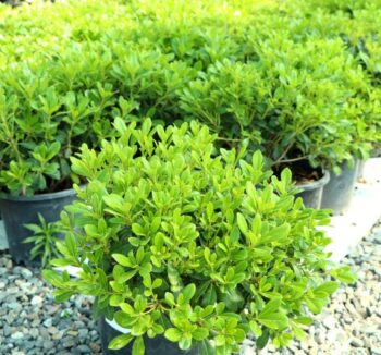 Pittosporum nana ( Bodur pitosporum)  40-60см