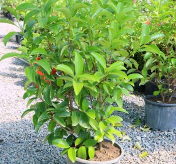 ДЕРЕВО АРБУТУС (Arbutus unedo) 100-120см