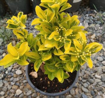 Бересклет Форчуна Эмеральд энд Голд (Euonymus fortunei Emerald 'n' Gold) 20-40см