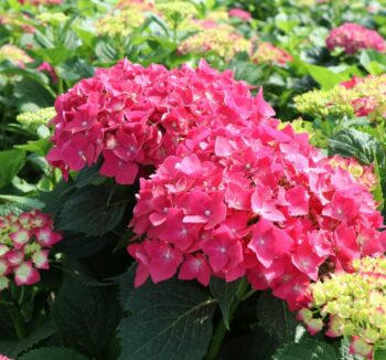 ГОРТЕНЗИЯ (HYDRANGEA Macrophylla Red) 70-80см