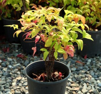 NANDINA DOMESTICA (Нандина) 20-30см