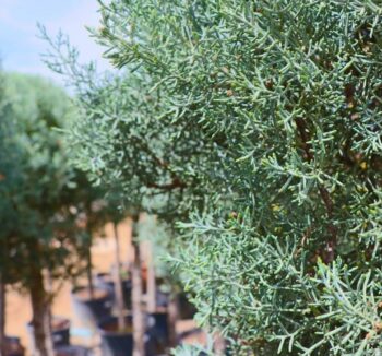 CUPRESSUS ARİZONİCA GLAUCA BALL 1/2 TIGE 150-200см