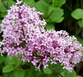 Сирень Мейера Палибин Syringa meyeri Palibin 40- 60см
