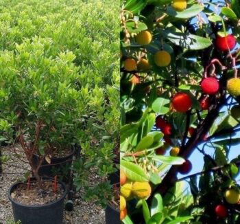 ДЕРЕВО АРБУТУС (Arbutus unedo) - представляет собой вечнозеленый кустарник или небольшое дерево из семейства  100-120см