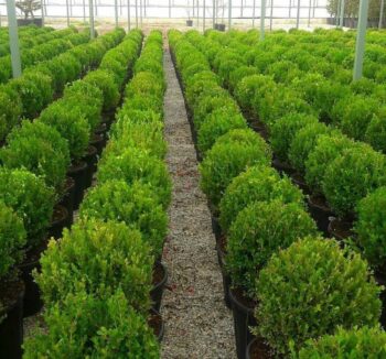 Buxus Rotundifolia 25-30см