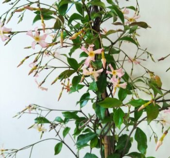 Жасмин (RHYNCOSPERMUM Jasminoides Pink Showers) 150см