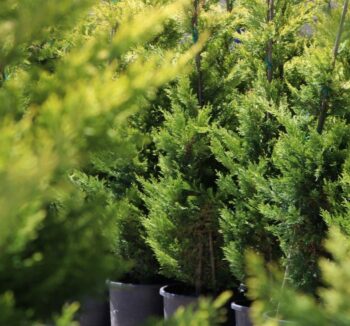CUPRESSOCYPARIS LEYILANDII 'GOLD RIDER', КУПРЕССОЦИПАРИС ЛЕЙЛАНДА 'ГОЛД РАЙДЕР'  1,5м
