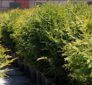 THUJA occidentalis  (Туя западная) 70см