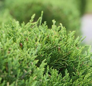 Cupressocyparis leylandii half tige 150-170см