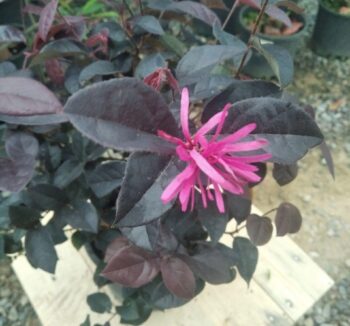 Лоропеталум (LOROPETALUM chinense Fede) 35-40см