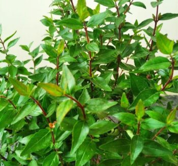 ABELİA grandiflora Prostrata 25-30см