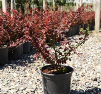 Berberis 40-60см