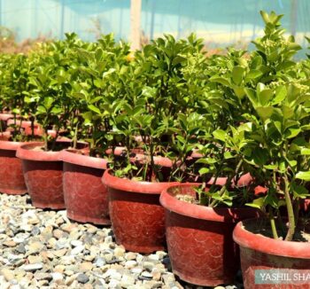 Euonymus japonicus Бересклет 20-40см