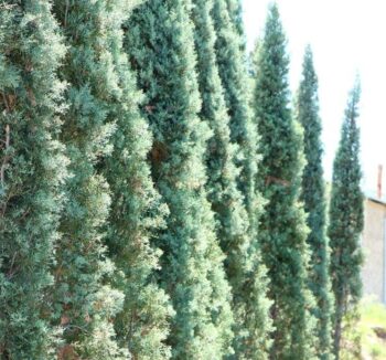 Cupressus Arizonica Пирамида  Происхождение: юго-запад США, Мексика 3,5-4м