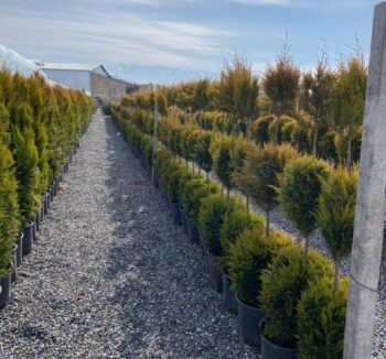 Cupressus macrocarpa ''Goldcrest''Three ball