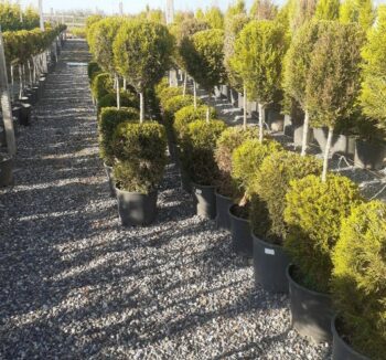 Cupressus macrocarpa goldcrest два шарика