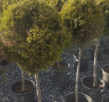 Cupressocyparis leylandii half tige