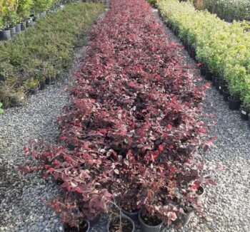 Loropetalum chinense variegata rubrum fire dance 30-40см