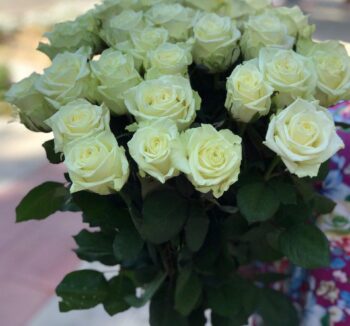 Роза сорта “White Naomi” 25 шт.